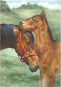 Colt's Nuzzle Flag 28x 40